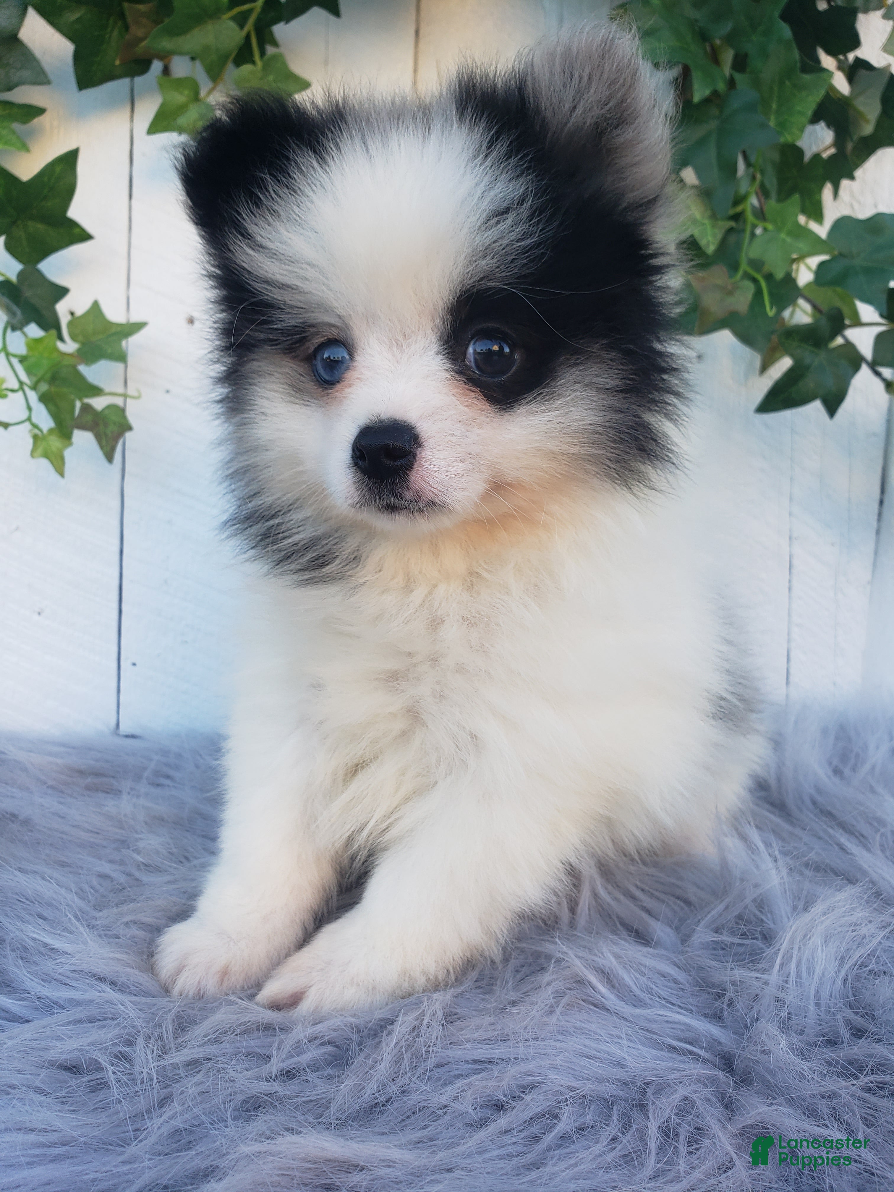 Pomeranian dogs Cody  - Ad 1