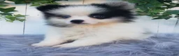 Pomeranian dogs for sale: Cody  - Ad 1