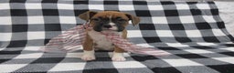 Boxer dogs for sale: Noel - Ad 3