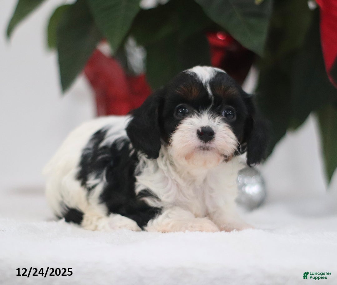 Cavapoo dogs for sale: Patsy - Ad 3