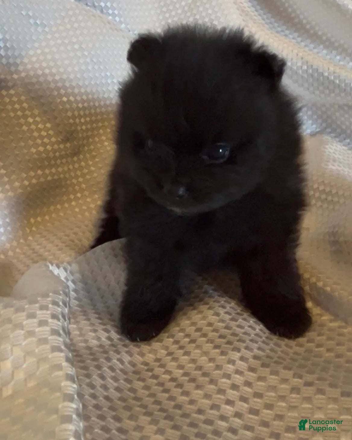 Pomeranian dogs Gomez - Ad 1