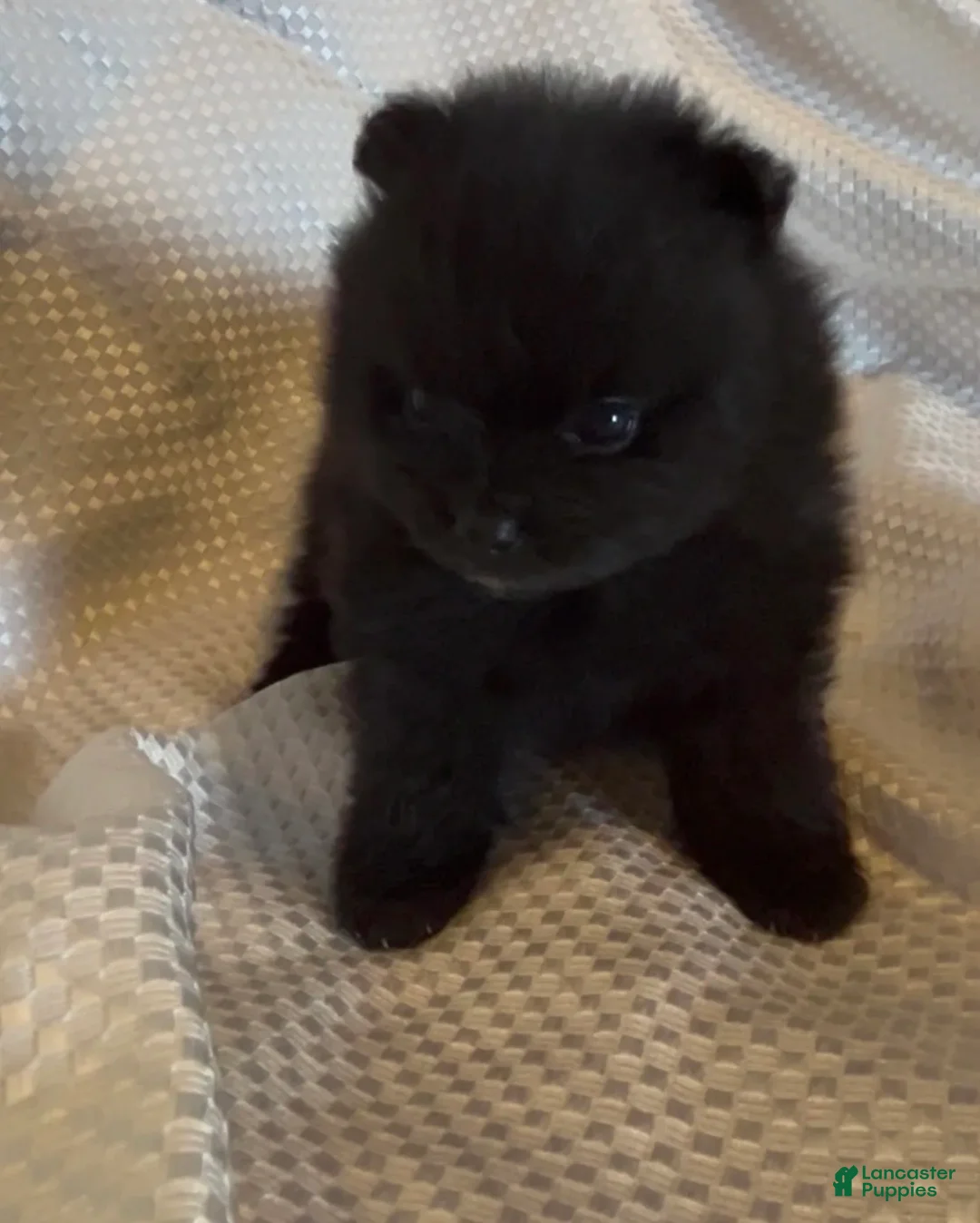 Pomeranian dogs for sale: Gomez - Ad 1