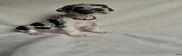 Great Dane dogs for sale: Leo- green  - Ad 3