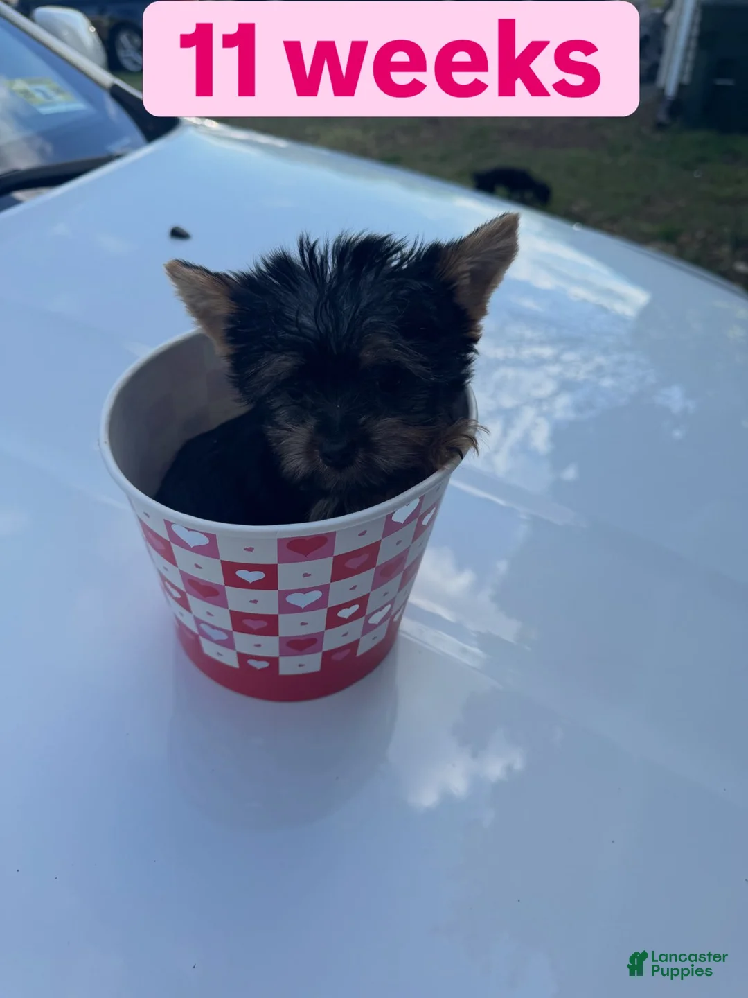 Yorkshire Terrier dogs for sale: Tiny - Ad 2