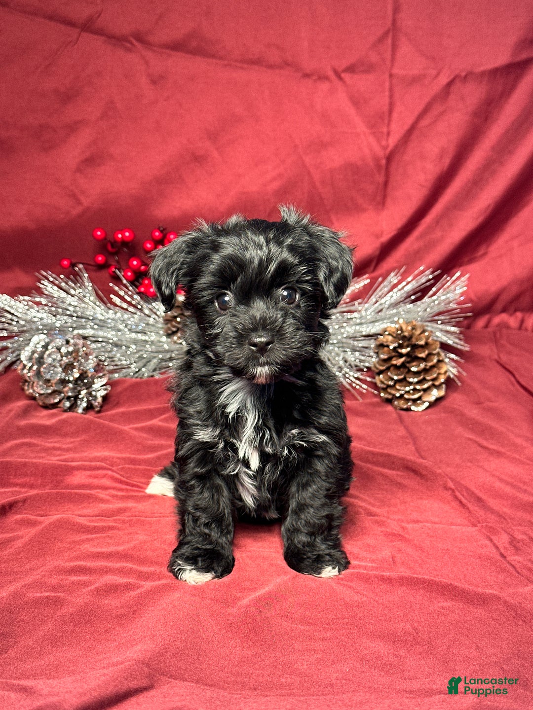 Yochon dogs for sale: Sophia - Ad 1