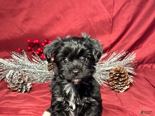 Yochon dogs Sophia - Ad 14