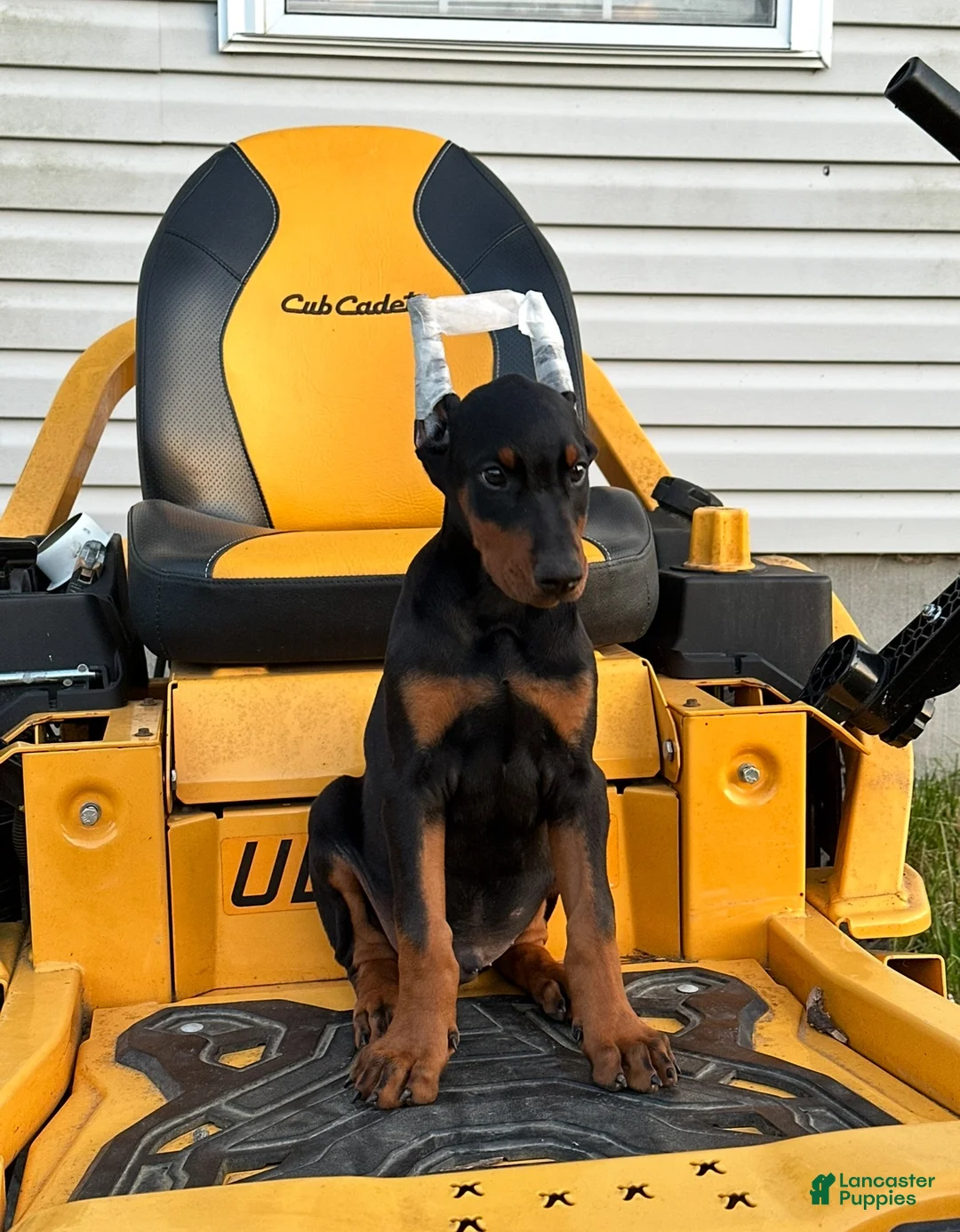 Doberman Pinscher dogs for sale: Doberman Pinscher Puppy 4 - Ad 3