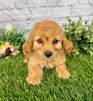 Cockapoo dogs Jackie Cockapoo  - Ad 39