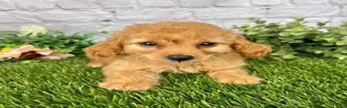 Jackie Cockapoo 
