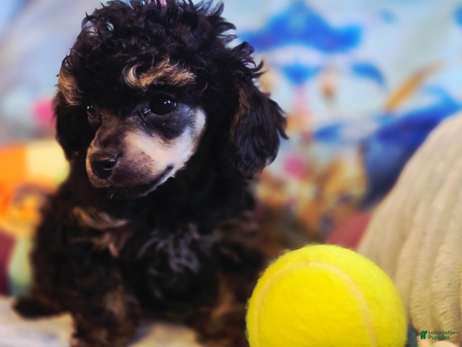 Toy Poodle dogs Levi - Ad 1