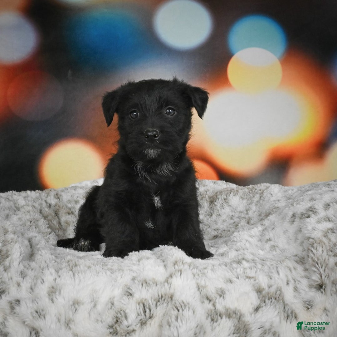 Mixed Breed dogs for sale: Daffodil - Ad 2