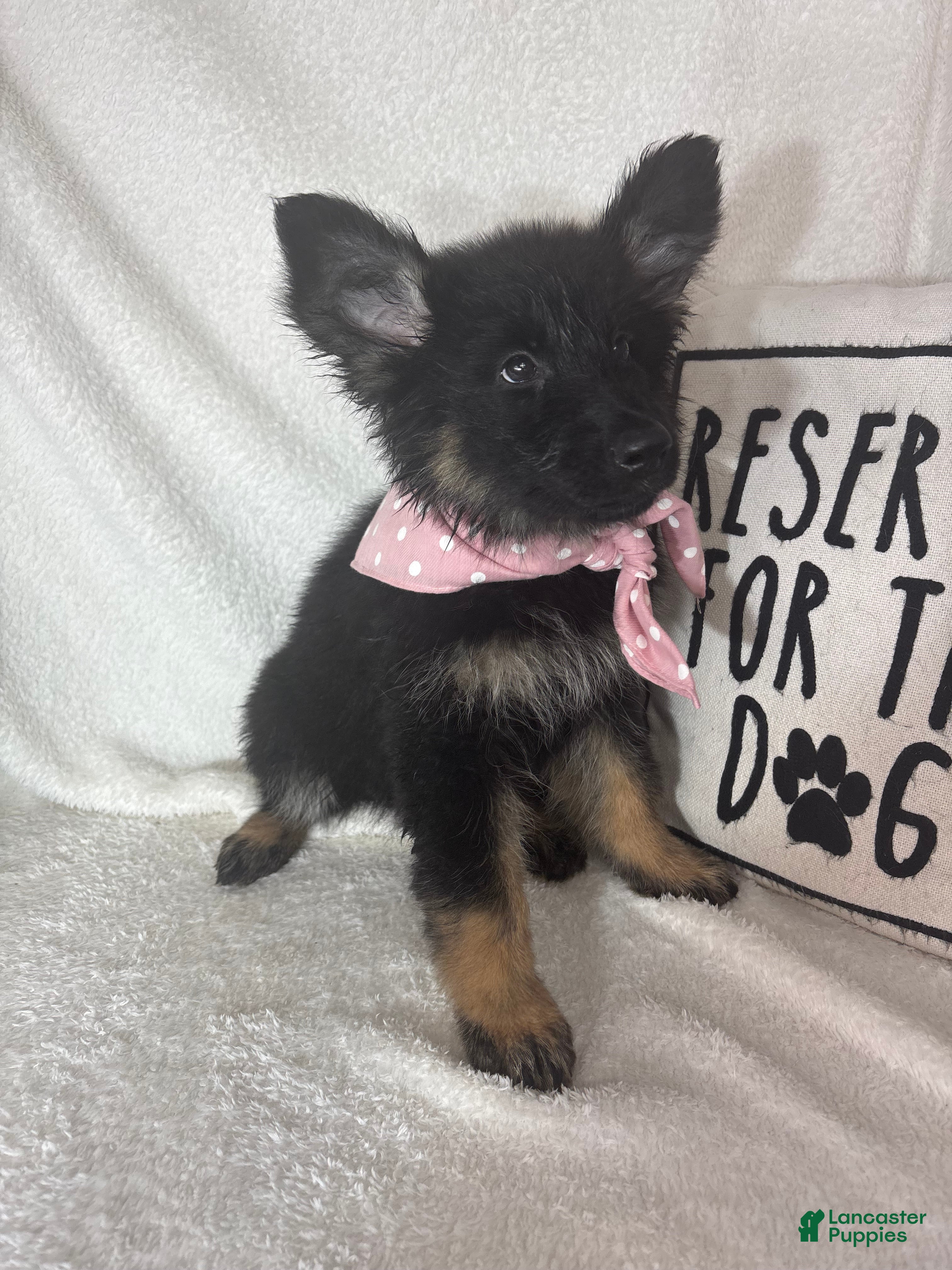 German Shepherd dogs Gwyneth - Ad 35