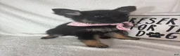 German Shepherd dogs for sale: Gwyneth - Ad 1