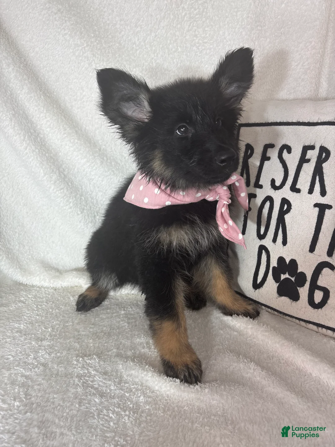 German Shepherd dogs for sale: Gwyneth - Ad 1