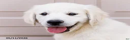 Golden Retriever dogs for sale: Miles - Ad 3