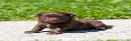 Chihuahua dogs for sale: Jolene Chihuahua Puppy  - Ad 10