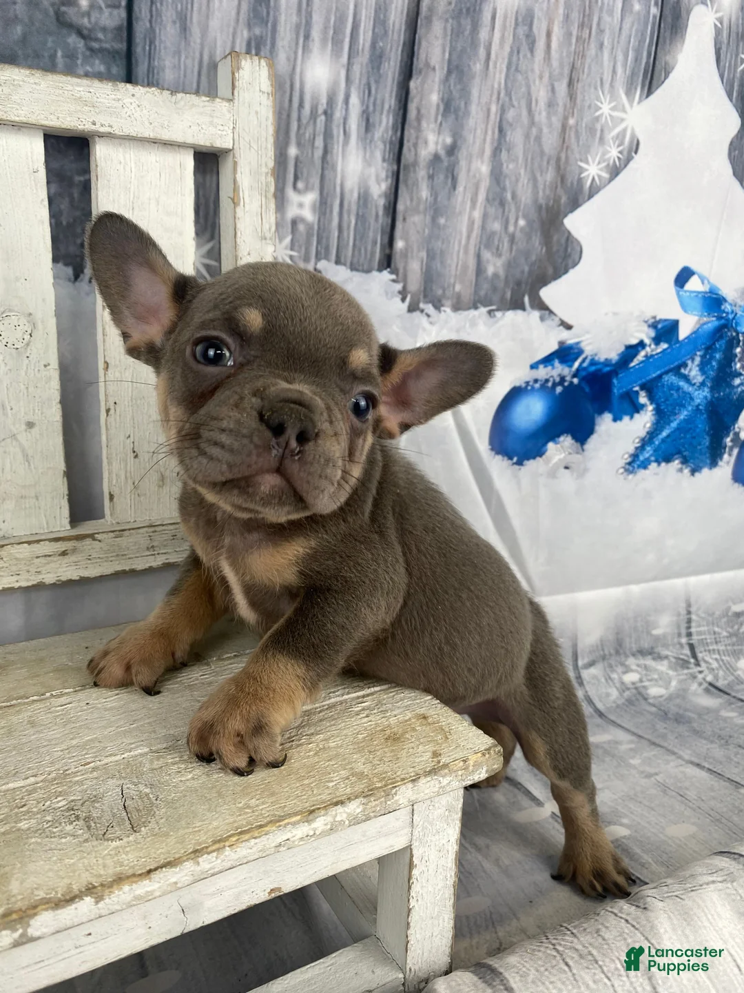 French Bulldog dogs for sale: Hunter - Ad 11