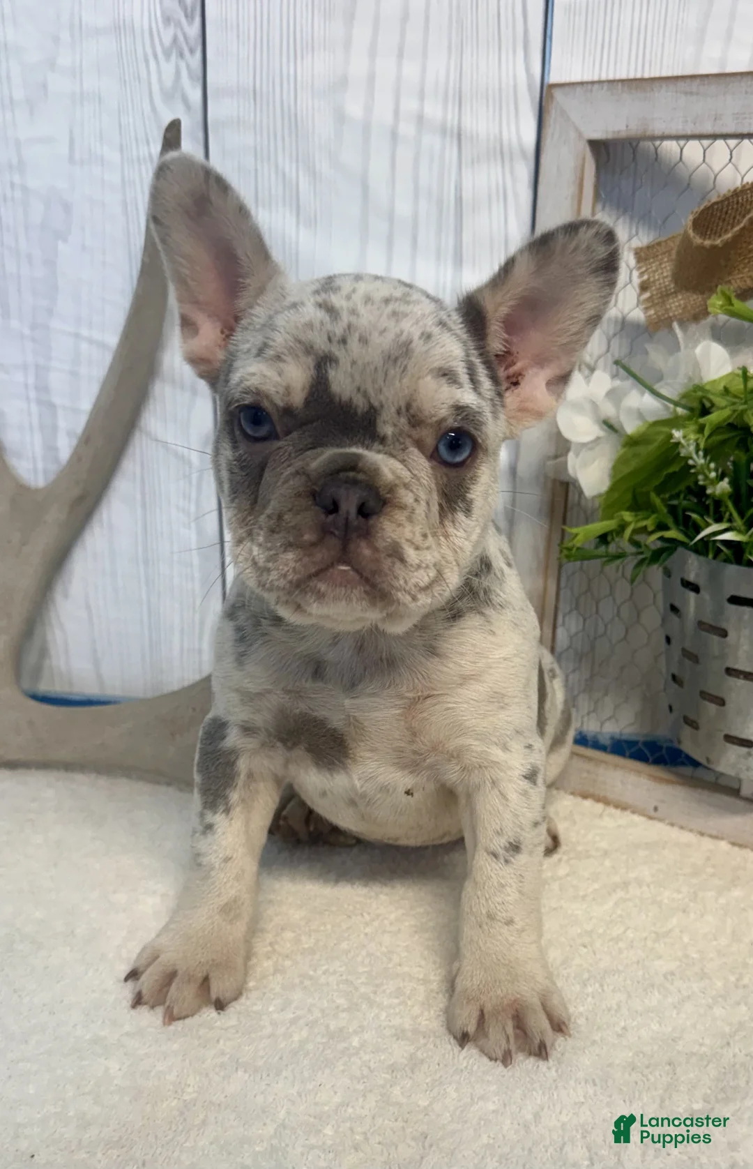 French Bulldog dogs for sale: Tilly - Ad 2