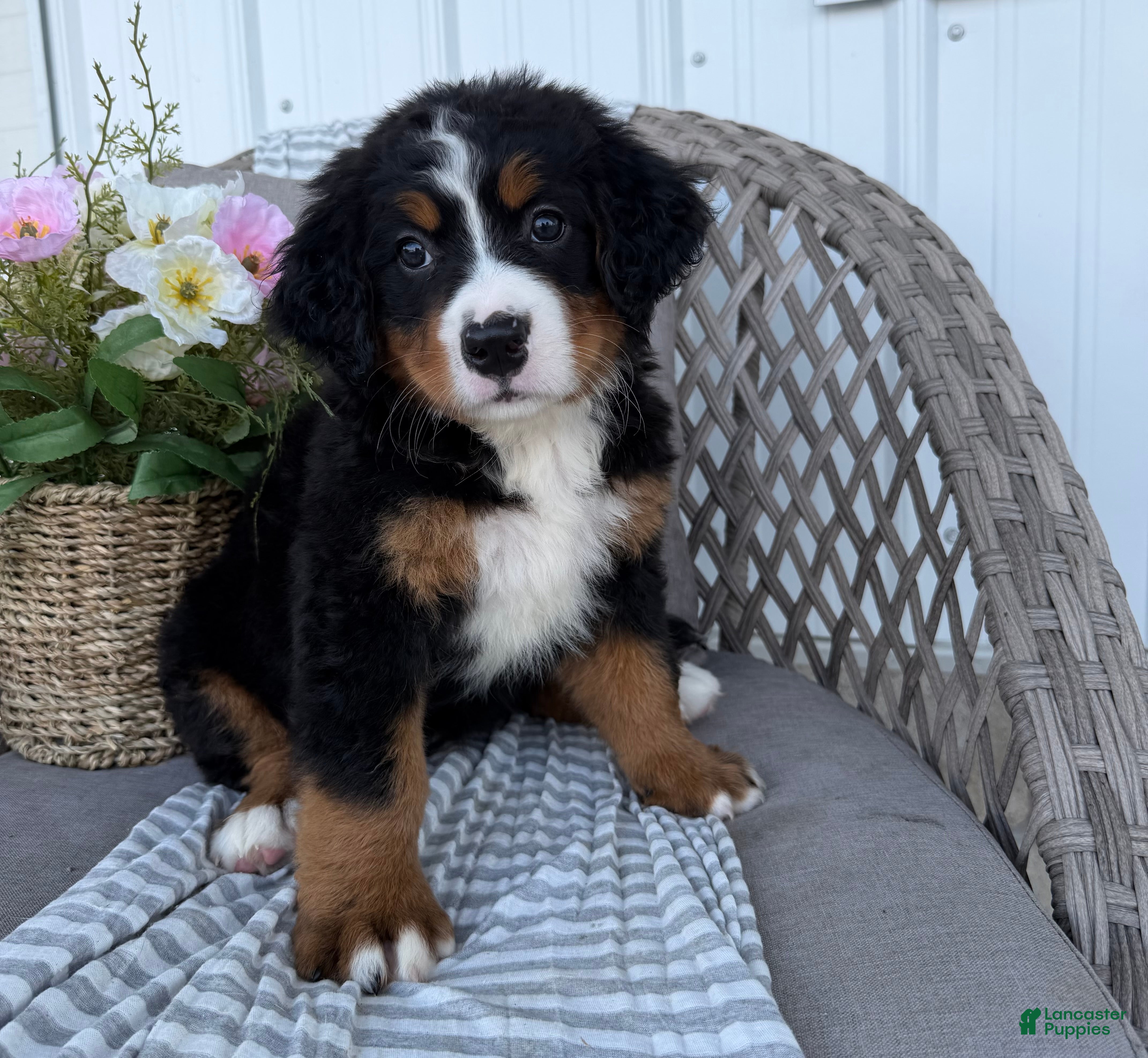 Bernese Mountain Dog dogs Stella - Ad 1