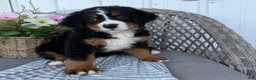 Bernese Mountain Dog dogs for sale: Stella - Ad 1