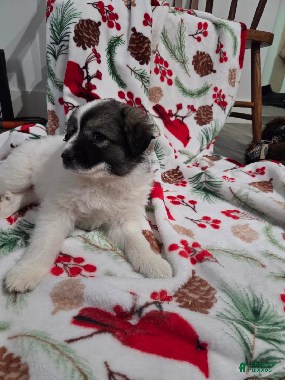 Great Pyrenees dogs for sale: Holly - Ad 7