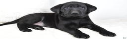 Labrador Retriever dogs for sale: Zoey - Ad 9
