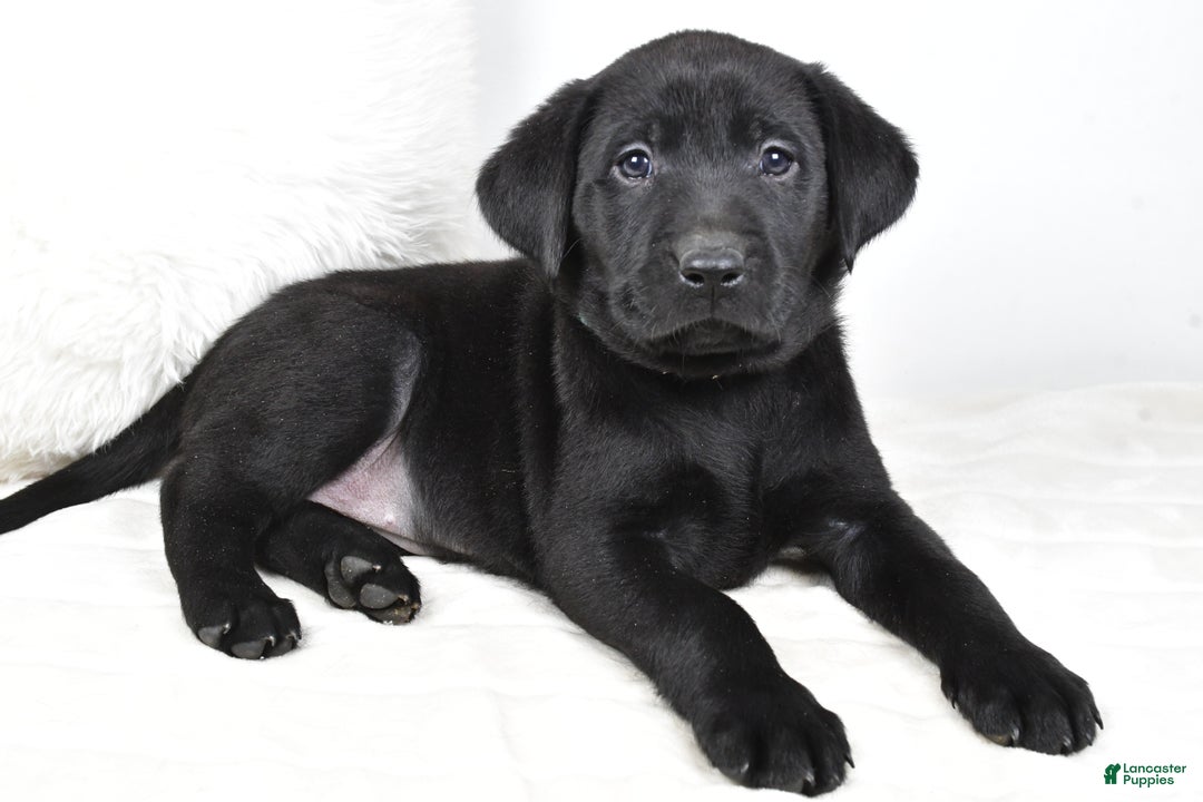 Labrador Retriever dogs for sale: Zoey - Ad 9