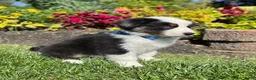 Miniature Australian Shepherd dogs for sale: Andy - Ad 5