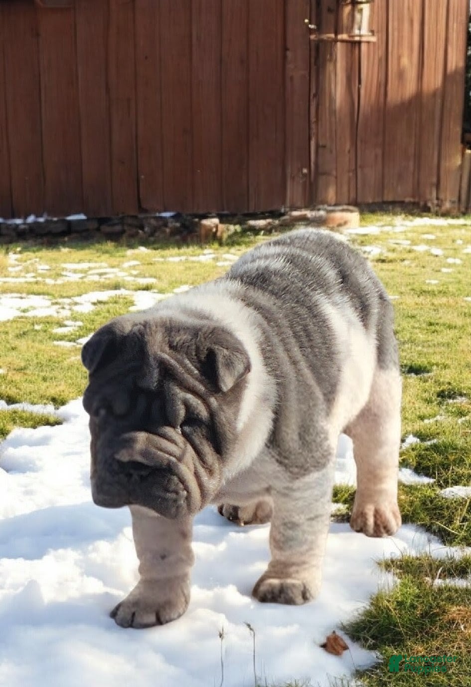 Shar Pei dogs Bluella blue flower mini - Ad 4