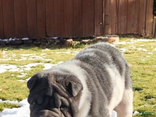 Shar Pei dogs Bluella blue flower mini - Ad 4