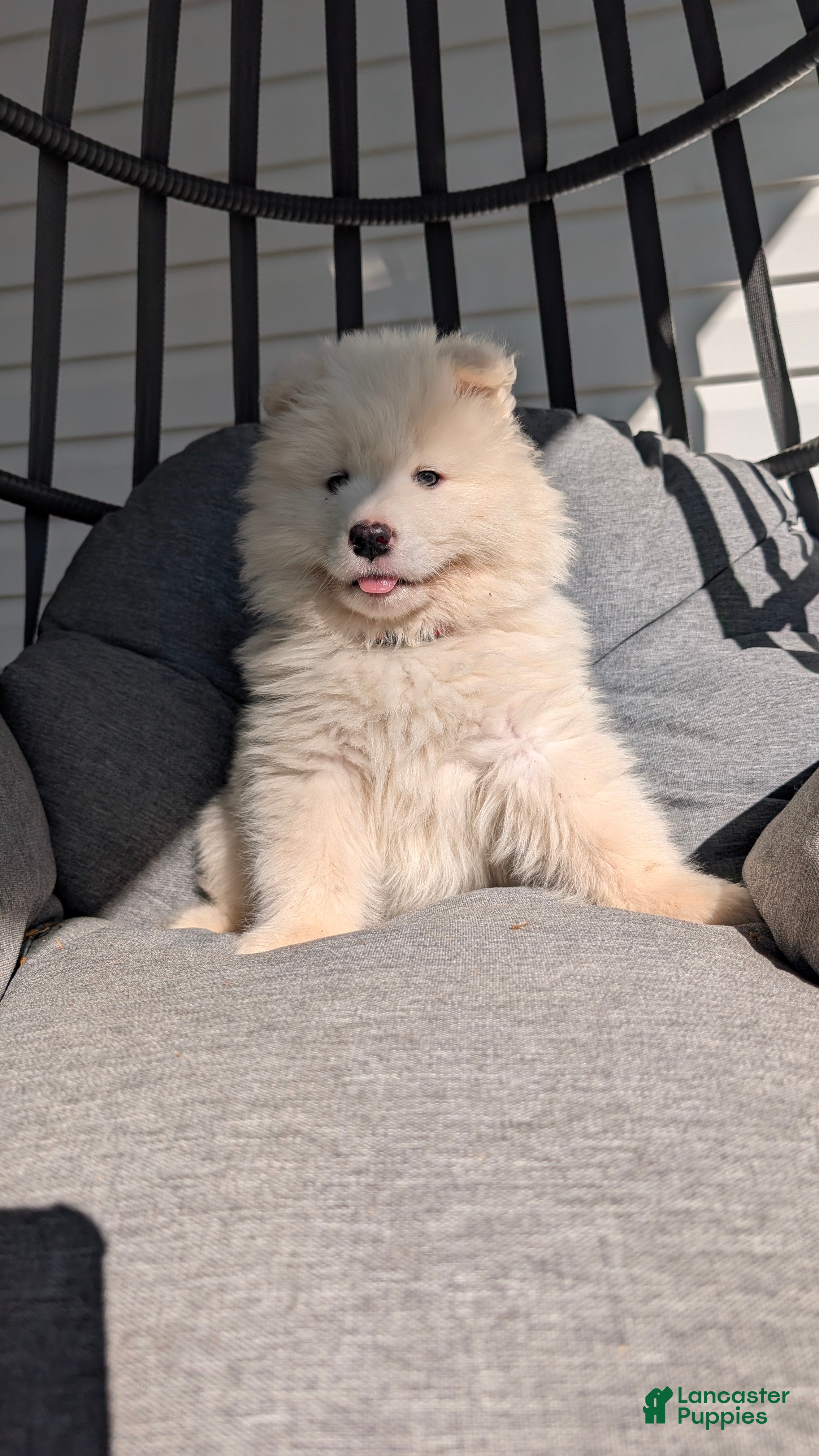 Samoyed dogs Brock - Ad 2