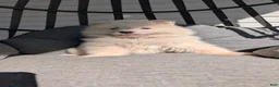 Samoyed dogs for sale: Brock - Ad 2