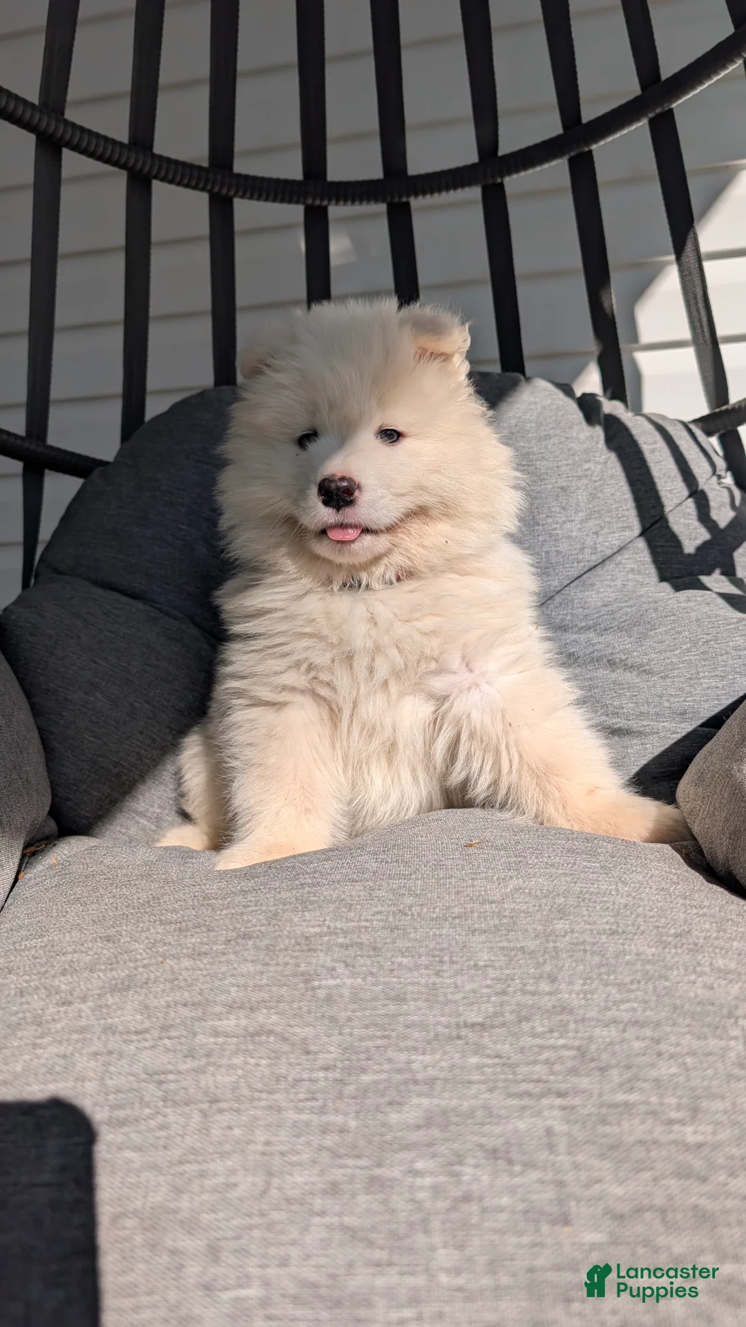 Samoyed dogs for sale: Brock - Ad 2