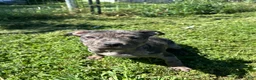 American Bully dogs for sale: Ace - Ad 1