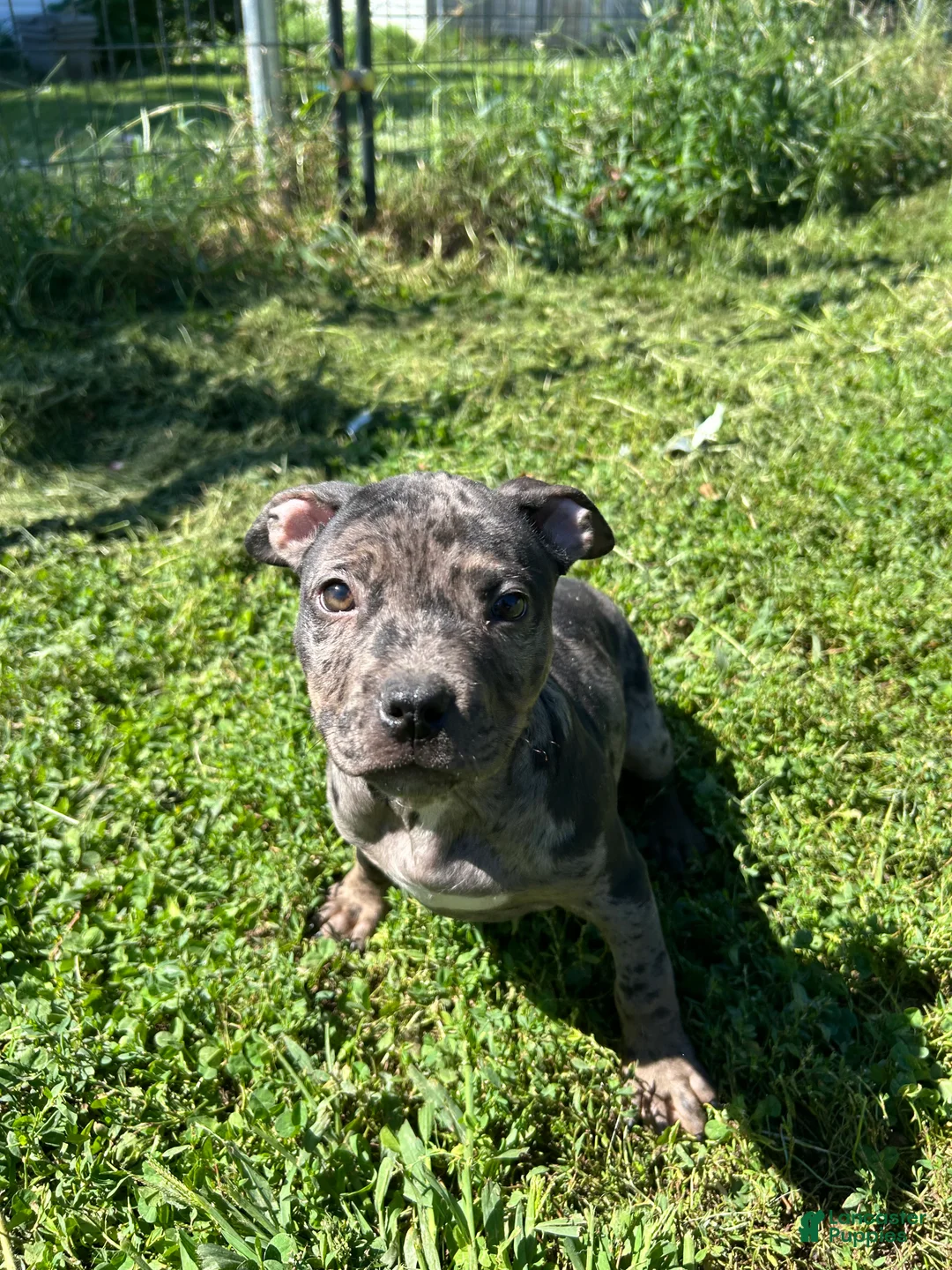 American Bully dogs for sale: Ace - Ad 1