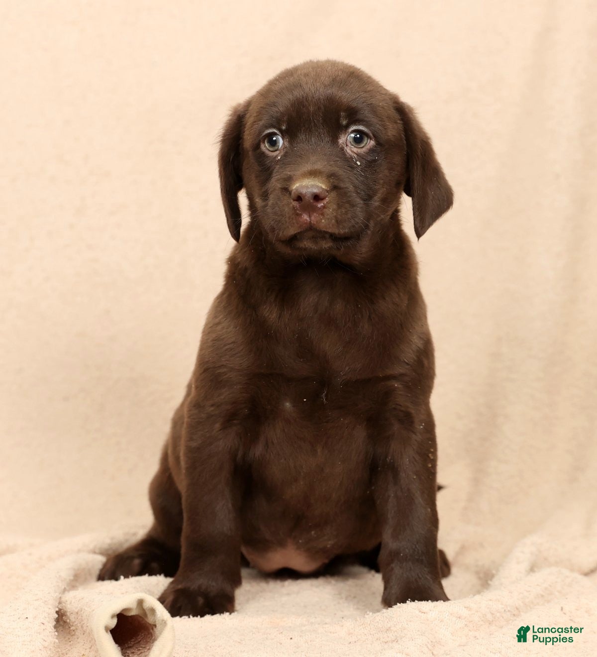Labrador Retriever dogs Molly - Ad 29