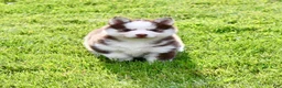Pomsky dogs for sale: Buddy - Ad 3