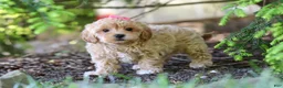 Maltipoo dogs for sale: Amelia - Ad 8