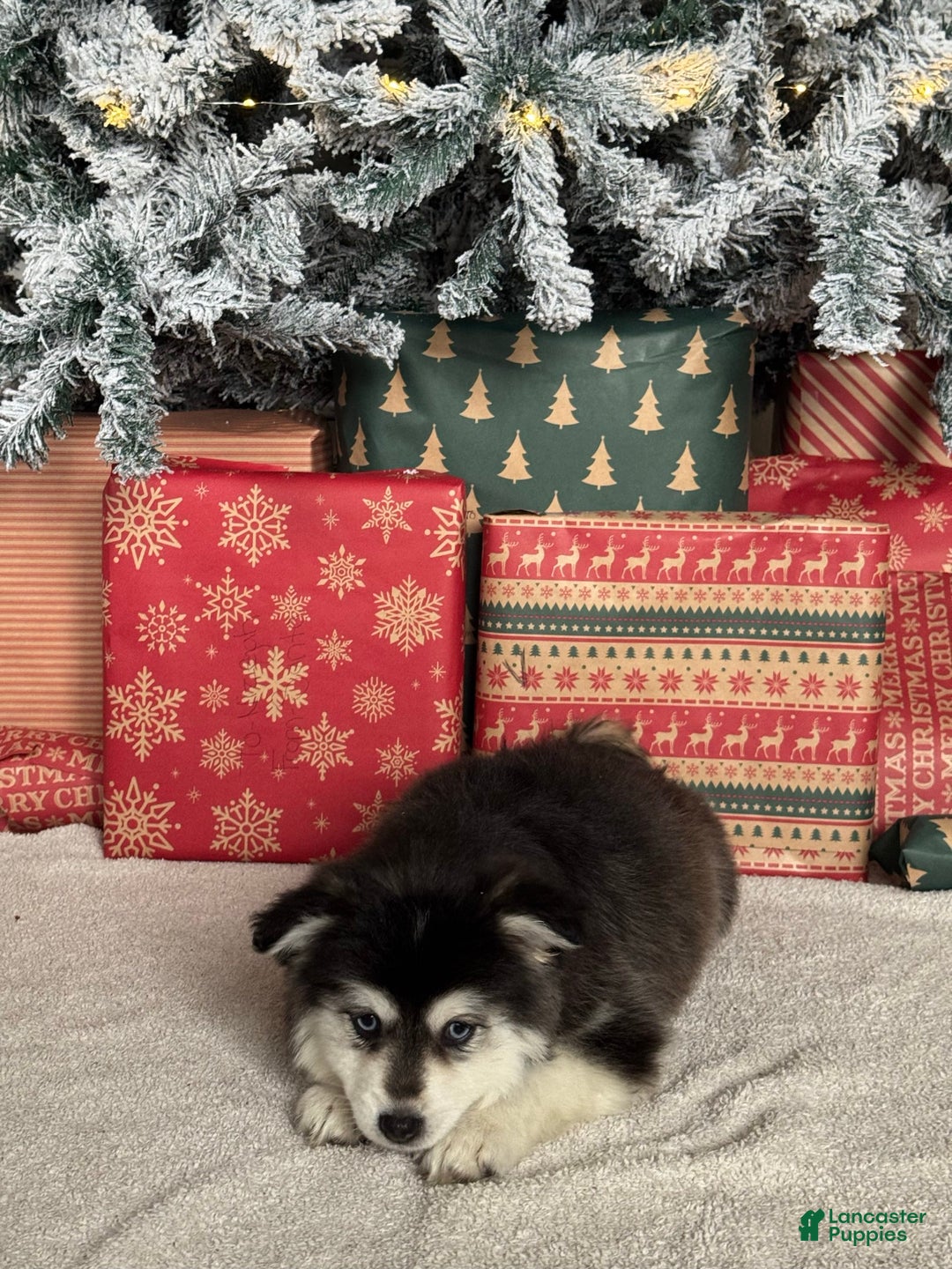 Pomsky dogs for sale: Glacier Girl - Ad 3