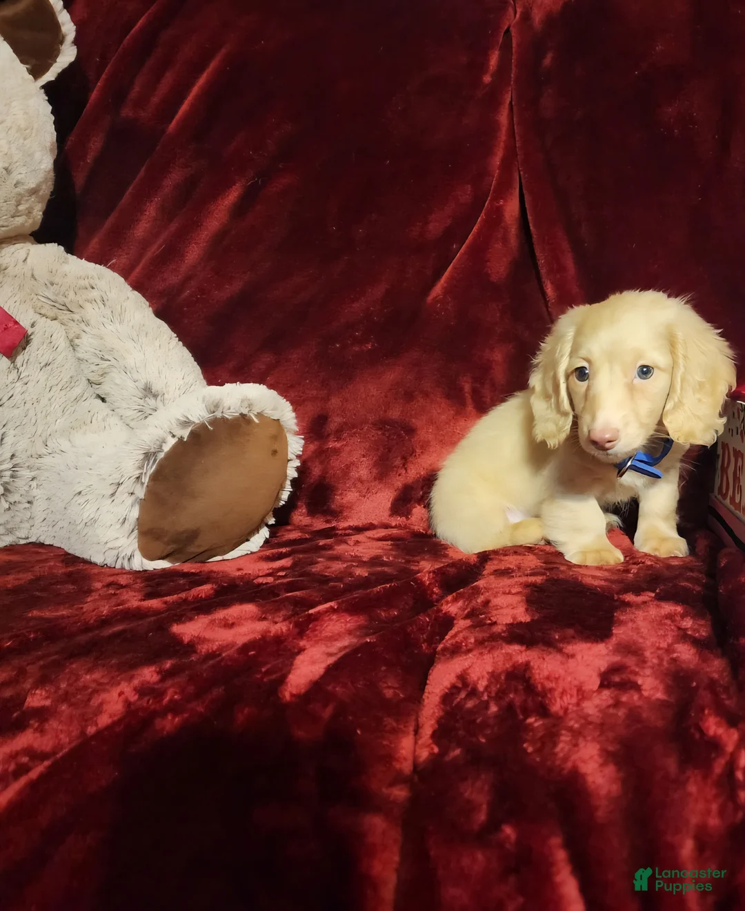 Miniature Dachshund dogs for sale: HUDSON  - Ad 10