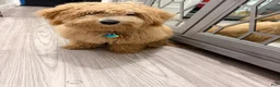 Miniature Poodle dogs for sale: Miniature Poodle 1 - Ad 4