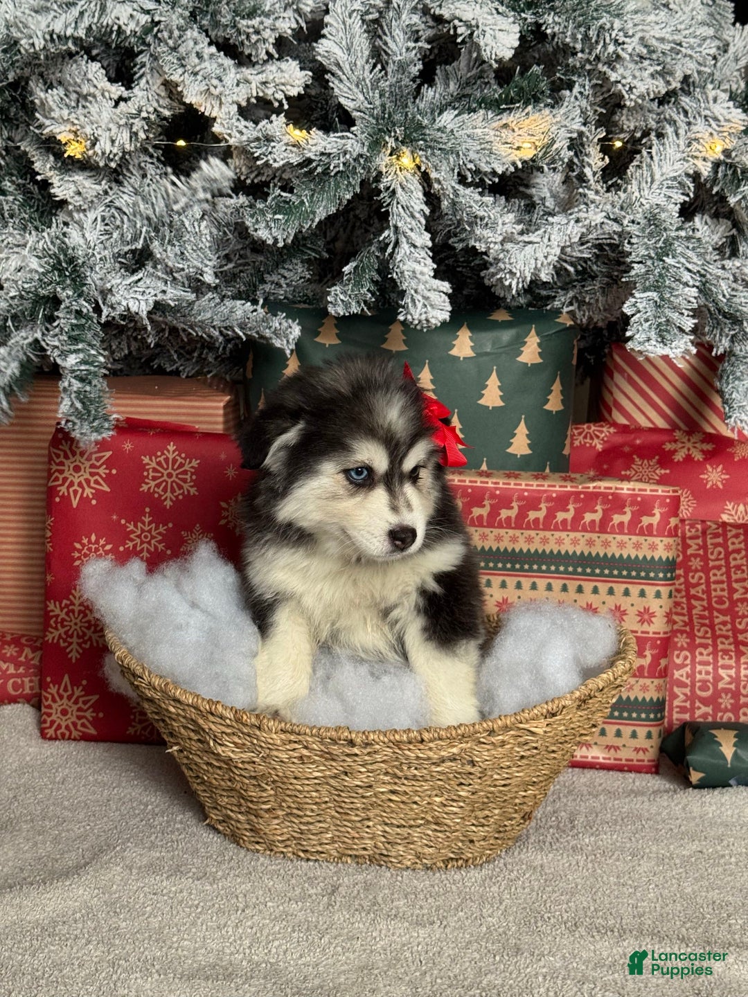 Pomsky dogs for sale: Ice - Ad 3