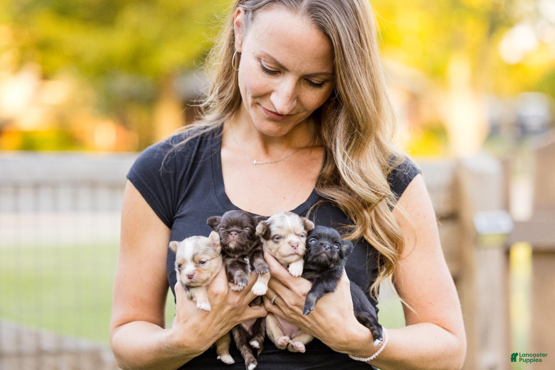 Chihuahua dogs for sale: AKC Chihuahua - Ad 1