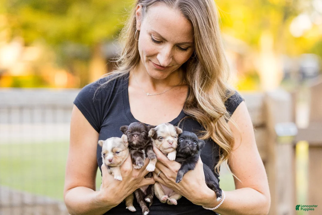 Chihuahua dogs for sale: AKC Chihuahua - Ad 1