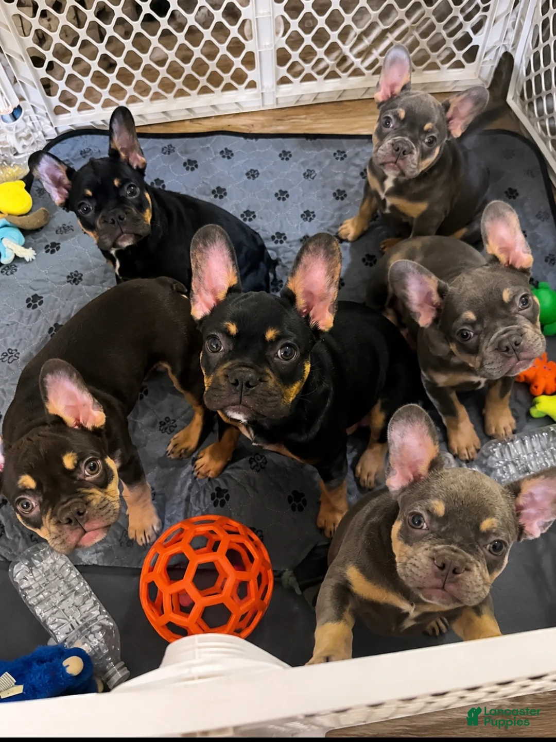 French Bulldog dogs for sale: Graycie - Ad 2