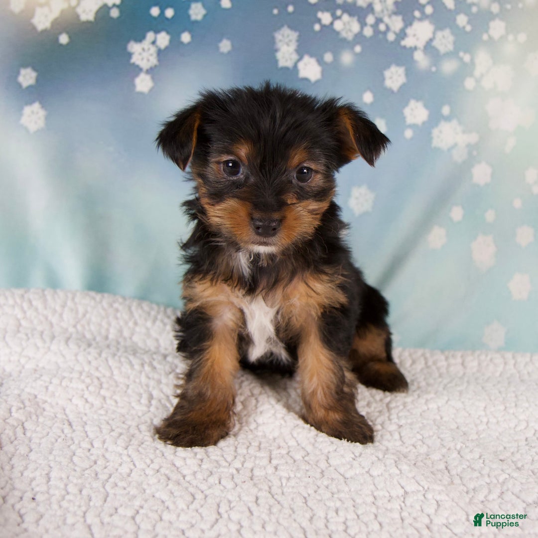 Yorkshire Terrier dogs for sale: Koby - Ad 1