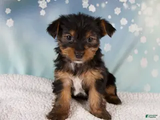 Yorkshire Terrier dogs Koby - Ad 34