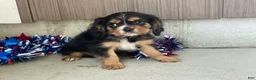 Cavalier King Charles Spaniel dogs for sale: Hudson Cavalier King Charles Spaniel  - Ad 6