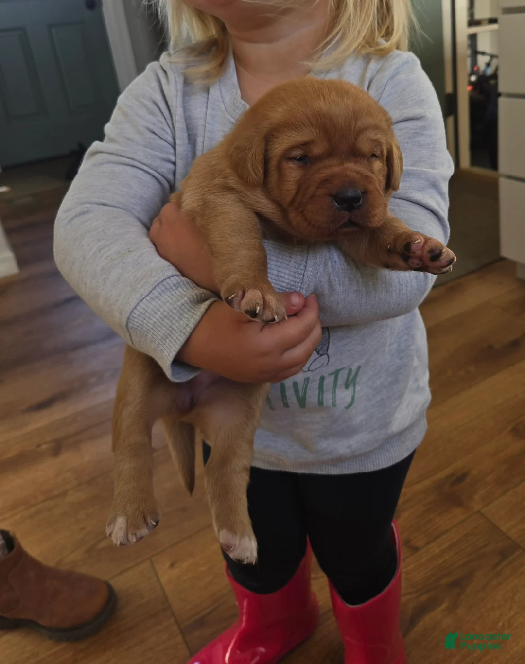 Labrador Retriever dogs for sale: Margo - Ad 1