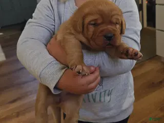 Labrador Retriever dogs Margo - Ad 23